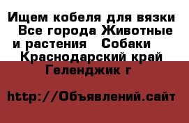 Ищем кобеля для вязки - Все города Животные и растения » Собаки   . Краснодарский край,Геленджик г.